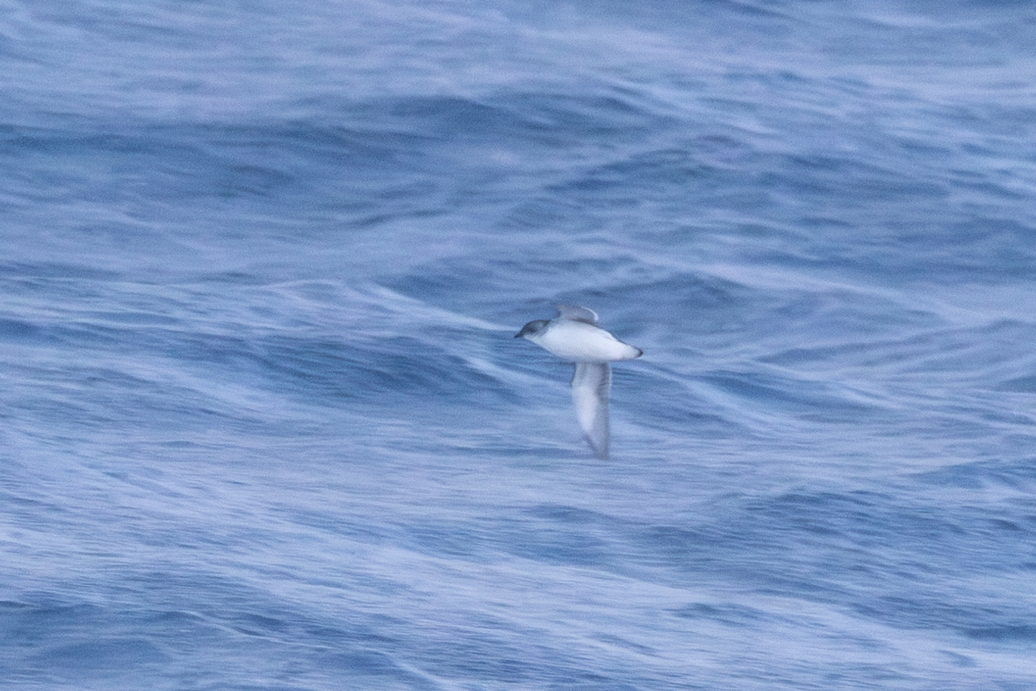 South Georgia Diving Petrel (Pelecanoides georgicus), photo 4