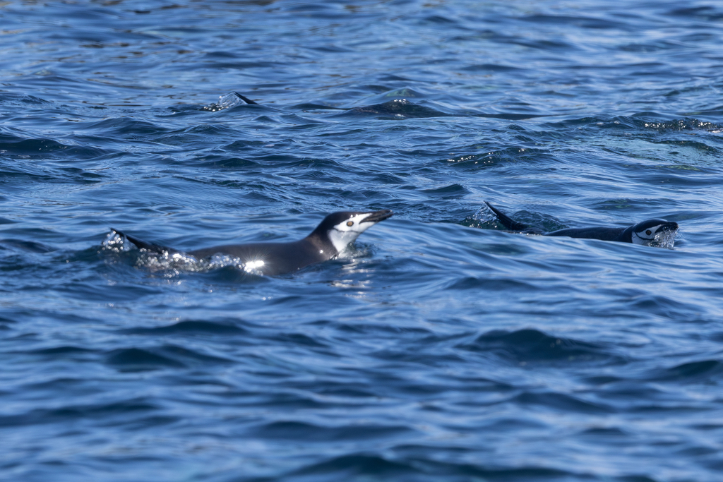 Chinstrap penguins swimming at the surface of blue water