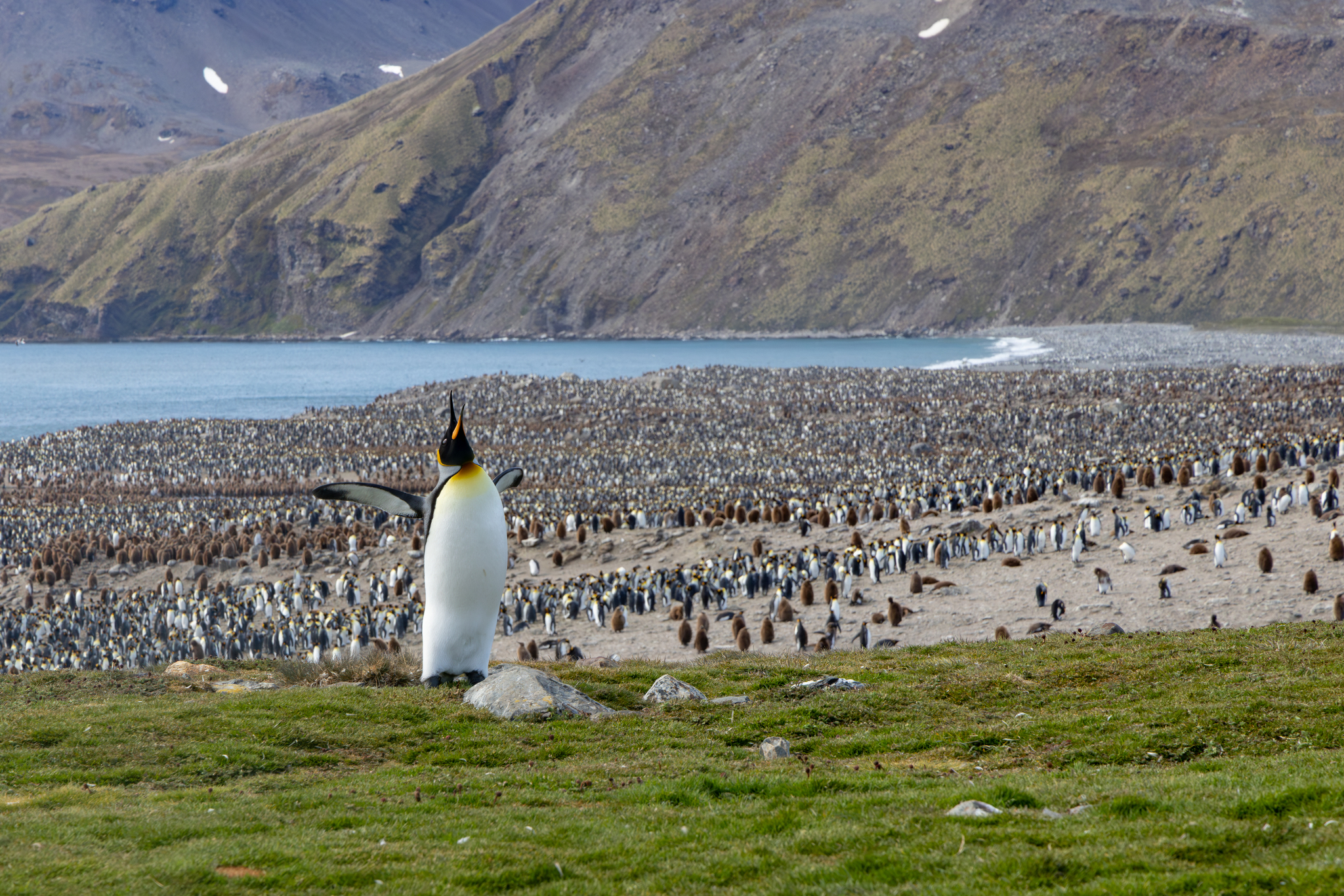 King Penguin illustration