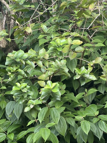Premna serratifolia observed 2025-01-28