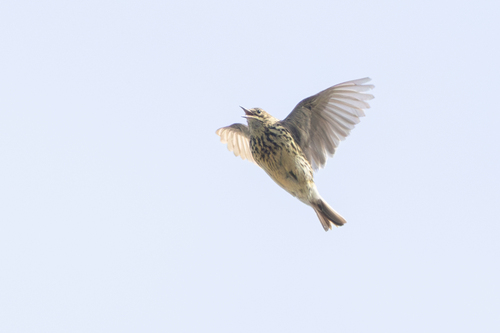 South Georgia Pipit (Anthus antarcticus), photo 3