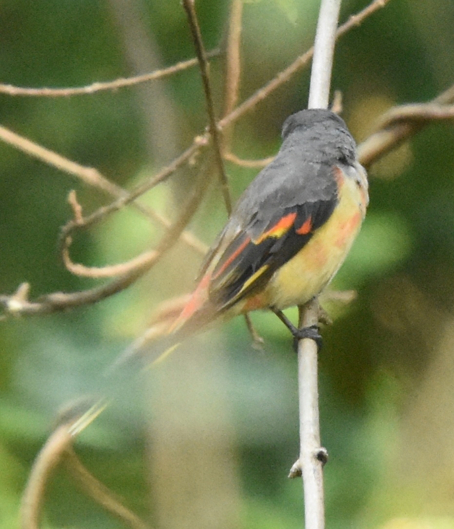Rosy Minivet (Pericrocotus roseus), photo 6