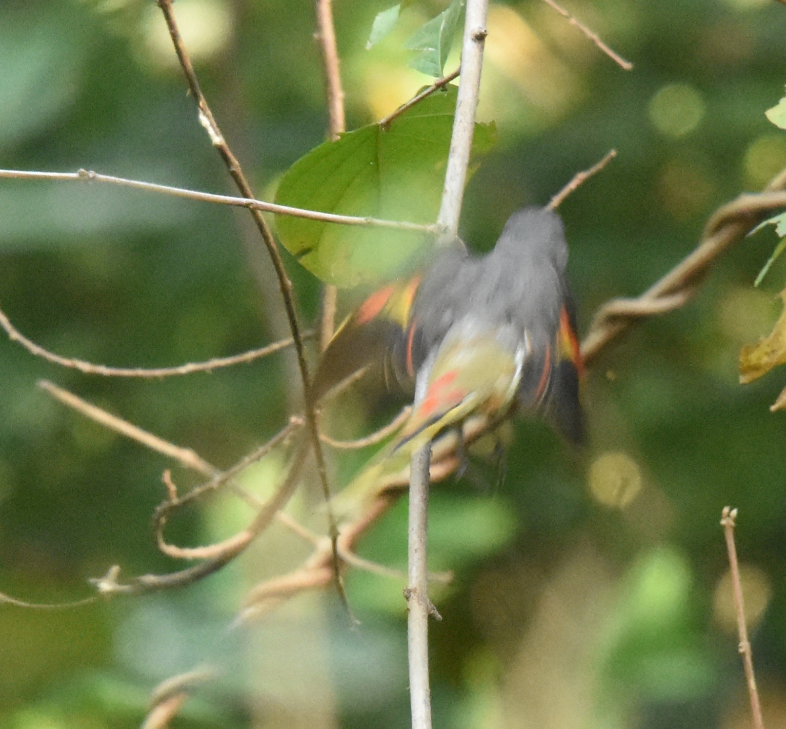 Rosy Minivet (Pericrocotus roseus), photo 7