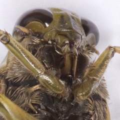 Notonecta maculata