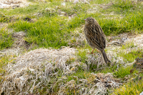 South Georgia Pipit (Anthus antarcticus), photo 9