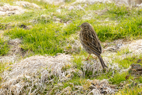South Georgia Pipit (Anthus antarcticus), photo 4