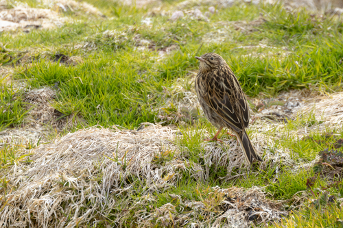 South Georgia Pipit (Anthus antarcticus), photo 10