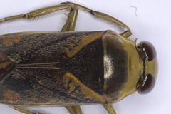 Notonecta maculata