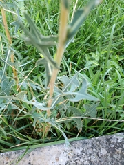 Lactuca serriola