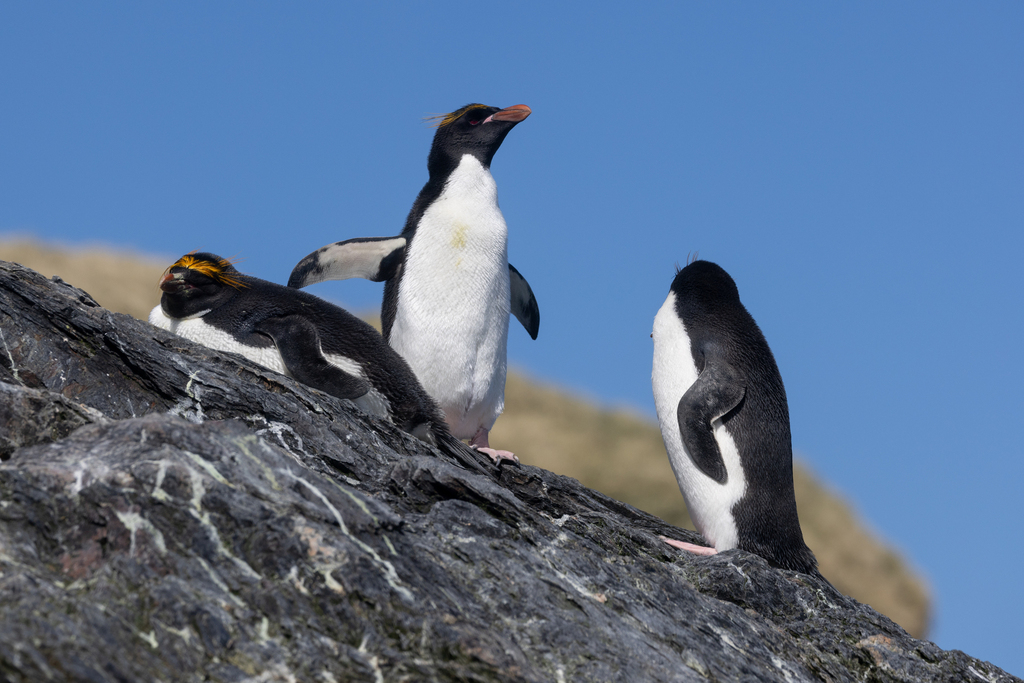 Three macaroni penguins on a rocky slope, golden crest feathers over the eyes