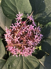 Clerodendrum bungei