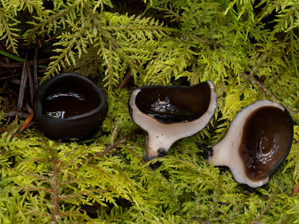 Pseudoplectania