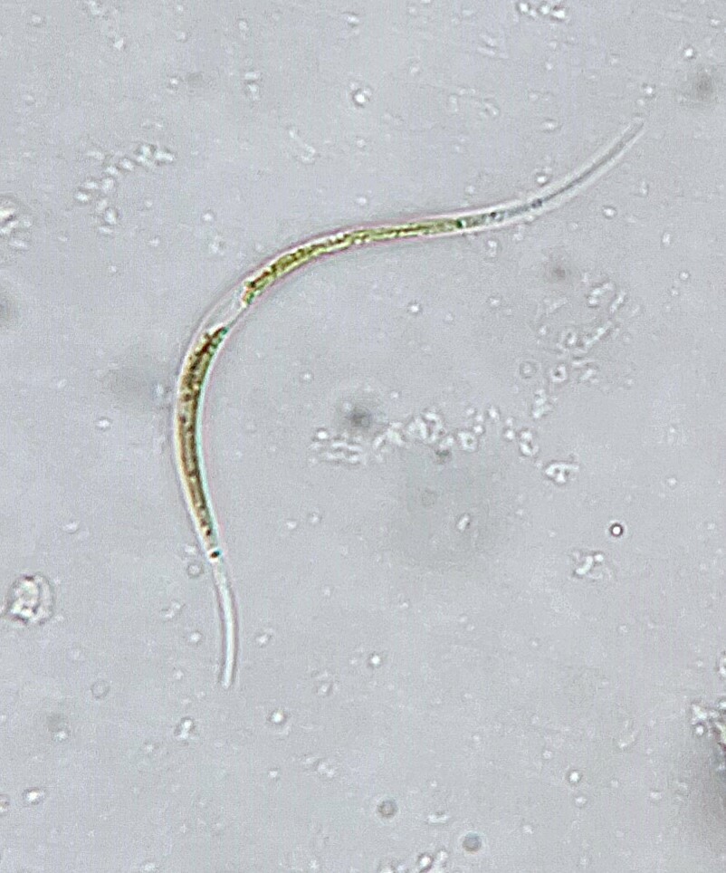 Monoraphidium irregulare