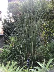 Miscanthus sinensis