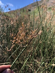 Juncus textilis
