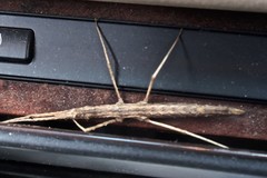 Pachymorpha