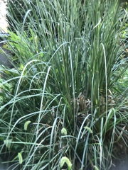 Miscanthus sinensis