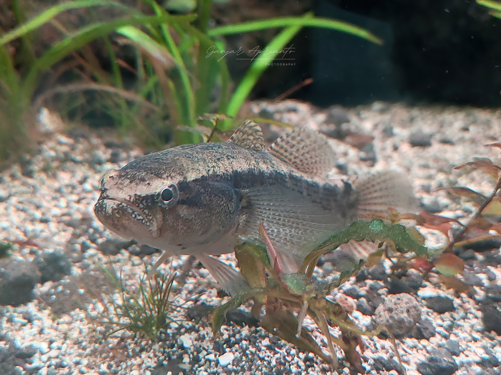 Brown sleeper, Dusky sleeper (Eleotris fusca)