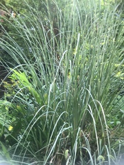 Miscanthus sinensis