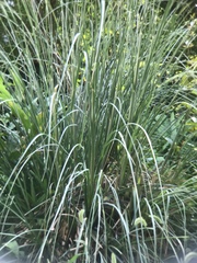 Miscanthus sinensis
