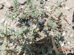 Cysteodemus wislizeni