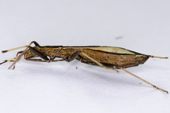 Micrelytra fossularum