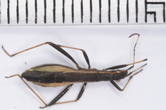 Micrelytra fossularum