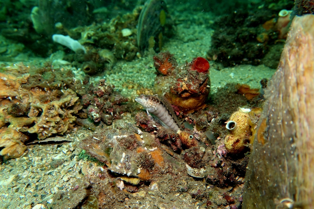 Wavy Grubfish from Edithburgh Jetty on January 26, 2025 at 04:52 PM by ...