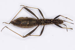 Micrelytra fossularum