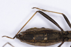 Micrelytra fossularum