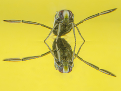 Notonecta maculata