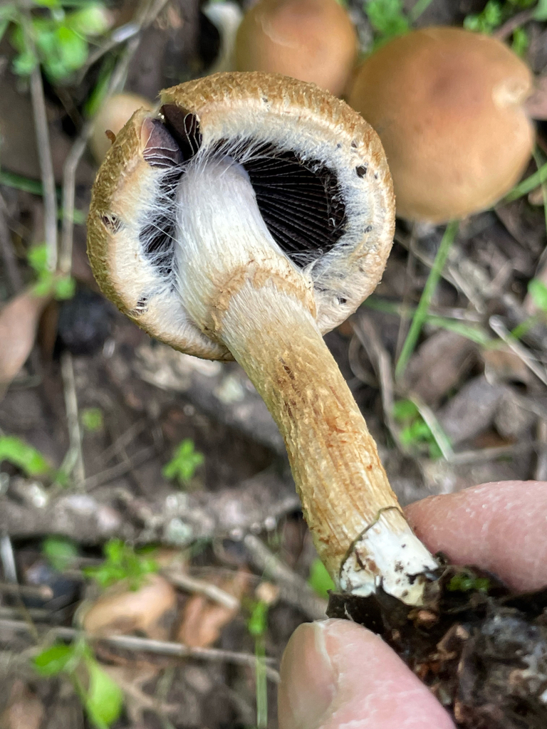 Lacrymaria sp. 'lacrymabunda-CA01'