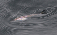 Merluccius productus