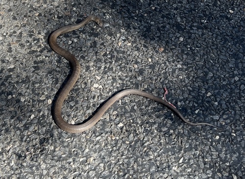 Eastern Brown Snake sighting