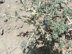 Cysteodemus wislizeni