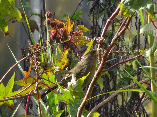 Taiwan Hwamei (Garrulax taewanus), photo 3