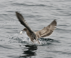 Merluccius productus