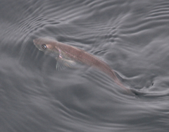 Merluccius productus