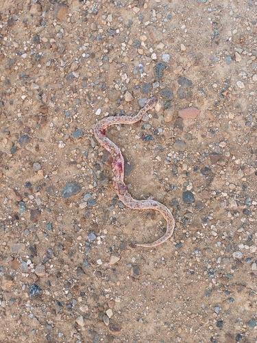 Borkin's Carpet Viper
