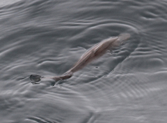 Merluccius productus