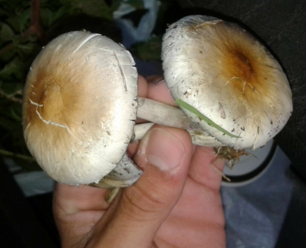 Psilocybe cubensis · December 2017 · photo: © elbeltrocco (iNaturalist, cc-by)