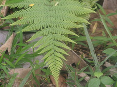 Macrothelypteris torresiana