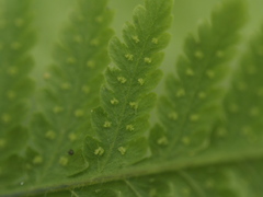 Macrothelypteris torresiana