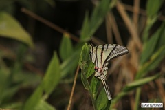 Protographium epidaus tepicus