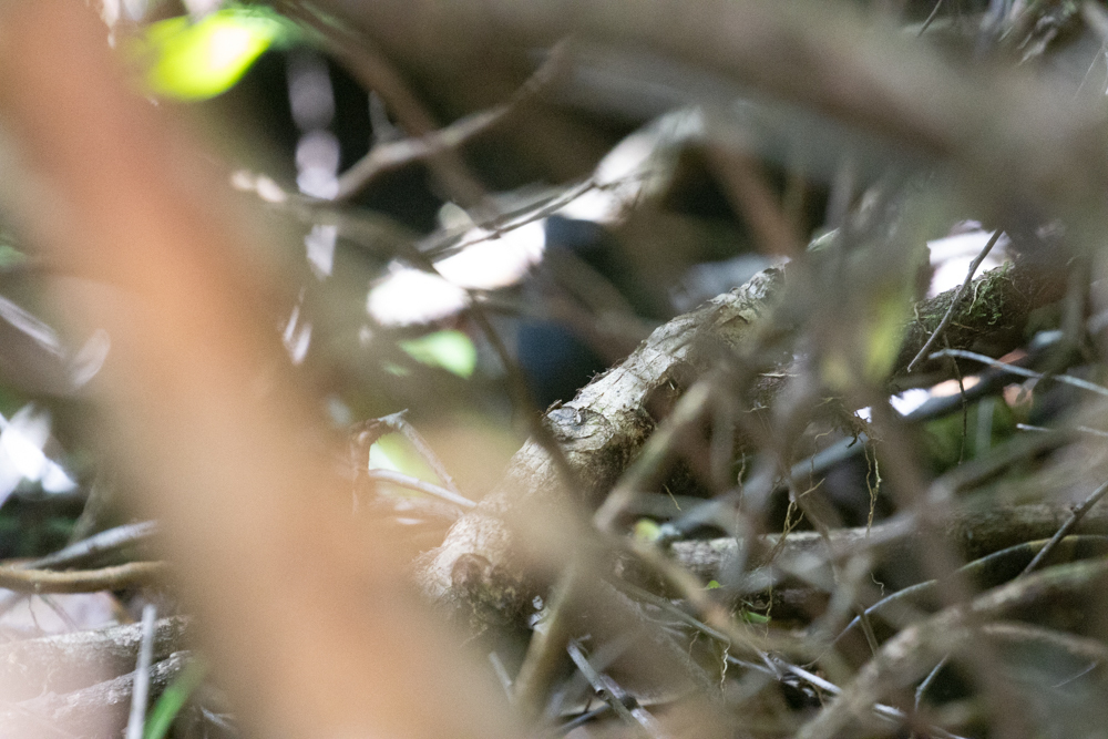 Roraiman Antbird (Myrmelastes saturatus) photo