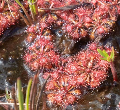 Drosera kaieteurensis