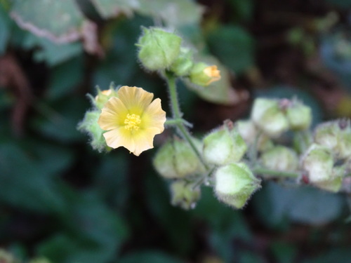 Allosidastrum pyramidatum (Cav.) Krapov., Fryxell & D.M. Bates