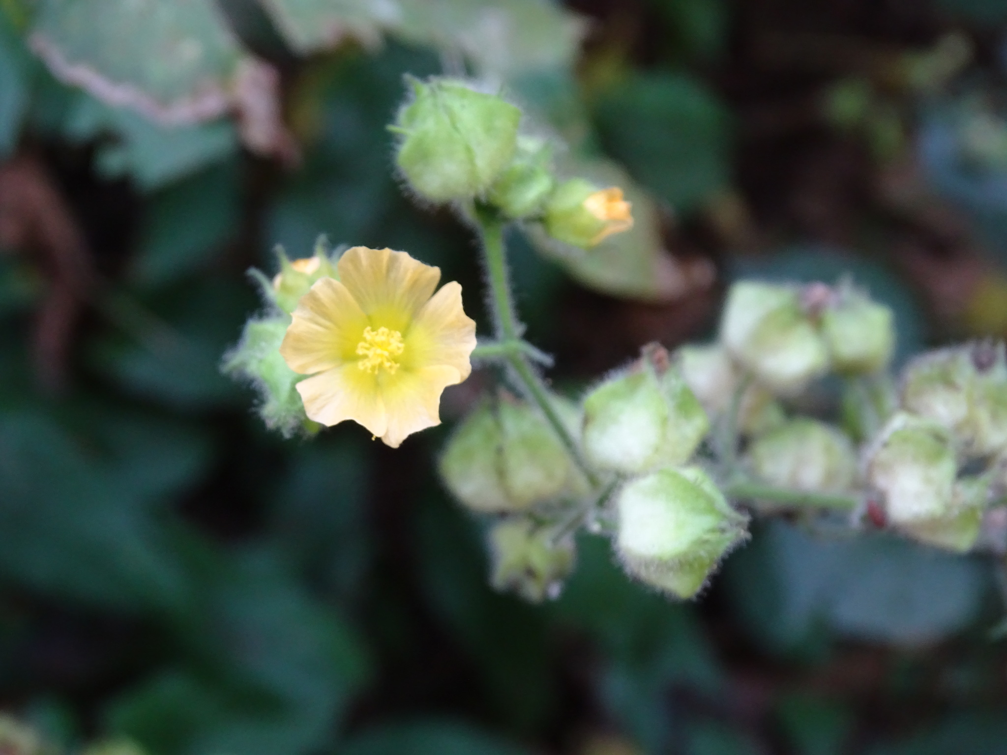 Allosidastrum pyramidatum