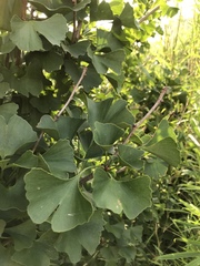 Ginkgo biloba