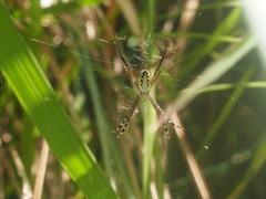 Argiope catenulata